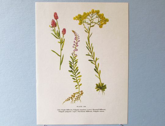 Discover Wild flower Purple Milkwort Botanical Art Print/ Wildflower purple & yellow Book Plate 104 Lithograph Wall Art to frame/ 7 3/4 X 10 3/8"