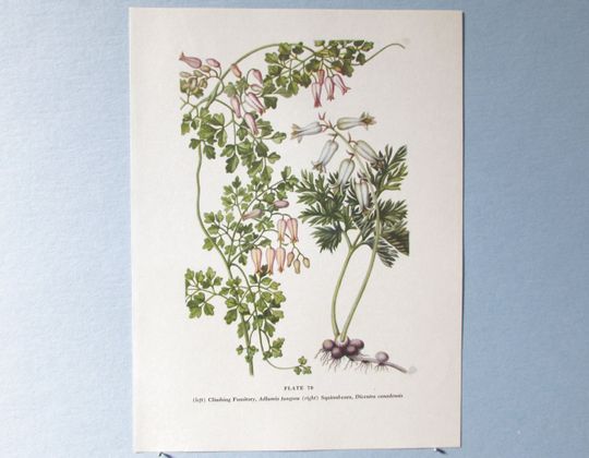 Discover Wild flower Dicentra Canadensis Botanical Art Print/ Squirrel corn Wildflower Book Plate 70 Lithograph Wall Art to frame/ 7 3/4 X 10 3/8"