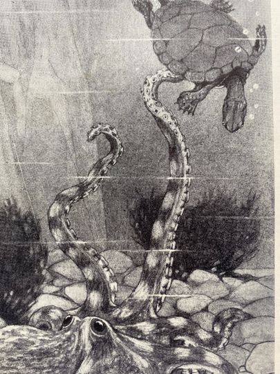 Discover 1930 A Large Octopus capturing an inquisitive Turtle Original Antique Print - Marine Wildlife - Available Framed