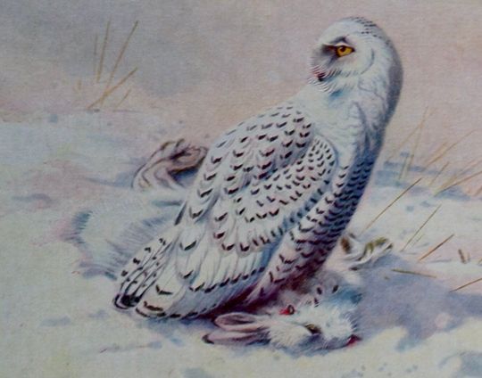 Discover Snowy Owl With Hare European Birds Lithograph Chart To Frame 1960s British Ornithology 81