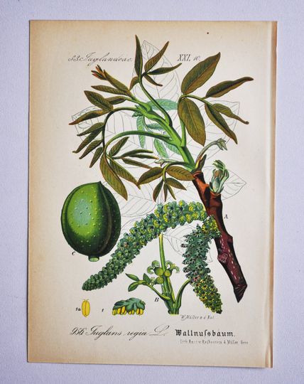 Discover English Walnut Print - Original Antique Botanical Print 1880s - Juglans regia (plant flower seed tree Carpathian Persian Madeira common nut)
