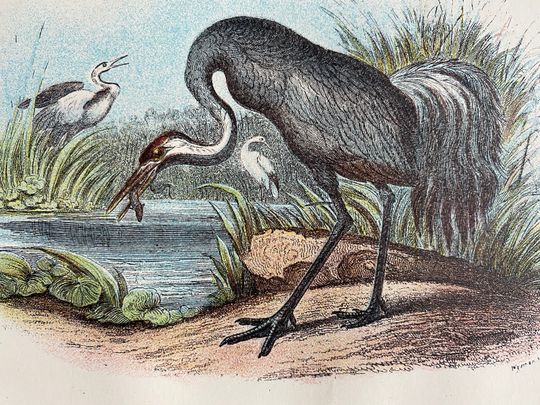Discover 1896 Common Crane Original Antique Print - Bird - Ornithology - Mounted and Matted - Decorative Print - Available Framed