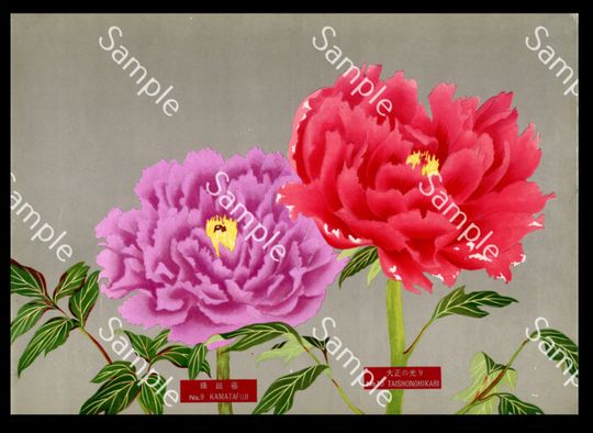Discover Japanese botanical  flower Paeonia suffruticosa botanical lithograph print Circa 1936