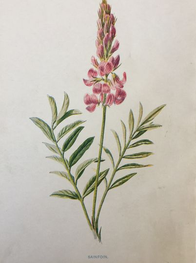 Discover Antique Print Dated C1900's Sainfoin Wild Flower Botany Botanical Flowers Art