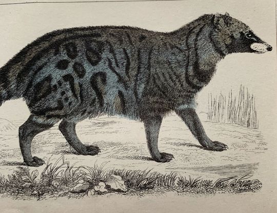 Discover Circa 1850 Original Antique Natural History Hand Coloured Engraving Print Of A Civet Mounted & Matted In A Choice Of Colours