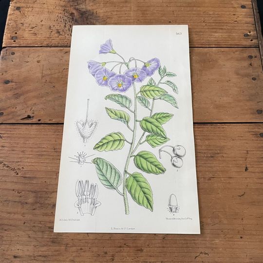 Discover San Diego Nightshade, Original Hand Colored Curtis Lithograph, 1901 Antique Botanical Print