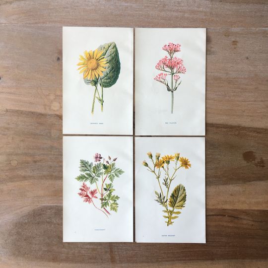 Discover 1902 Original Botanical Antique Chromolithograph set of 4 with Herb Robert, leopard bane, water ragwort, red valerian, Minimalist Prints