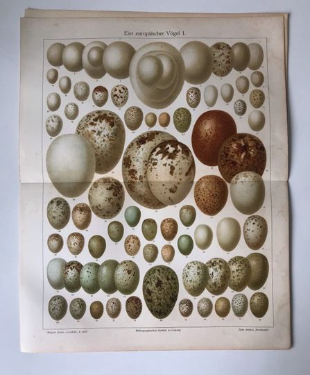 Discover European Bird Eggs, poultry, 1890 Original coloured lithography, Encyclopedia print, birds, animals, nature, art, decor, rare, collectable