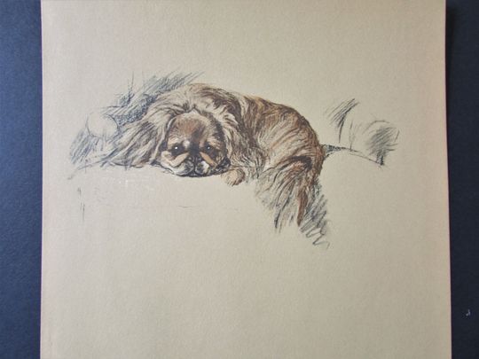 Discover Pekingese Dog Art Print by Lucy Dawson/ 1937 Nanki Poo, Pekinese Sealyham Illustrated Drawing, Wall Art Decor for framing/ 9 X 11 1/4"