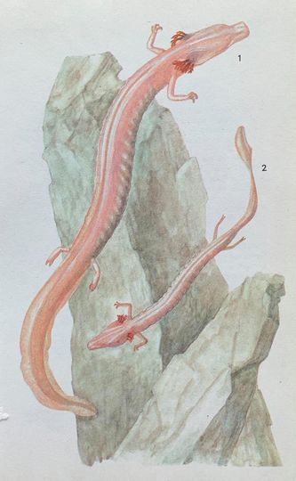Discover Axolotl original vintage print from 'a colour guide to familiar amphibians and reptiles' 1979 illustrated by alena cepicka