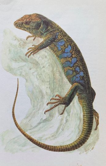 Discover Ocellated lizard original vintage print from 'a colour guide to familiar amphibians and reptiles' 1979