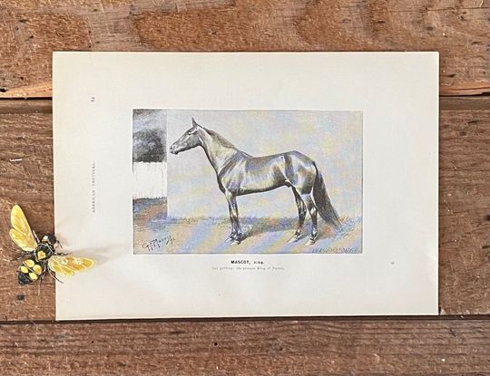 Discover 1893 American Trotter Horse! Mascot! Engraved Illustration! Antique Horse Print! Gallery Wall! Equestrian! Farm Nursery!