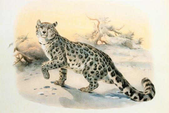 Discover Snow Leopard Cat Print - Vintage Big Cat Artwork by Joseph Wolf