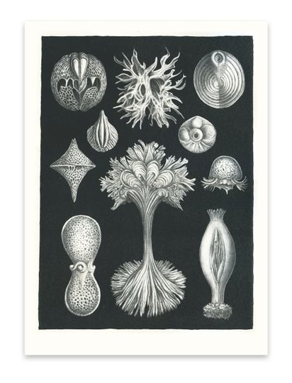 Discover Faeckel No. 1 - Stone Lithograph Ltd Ed 50