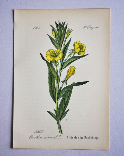 Discover Evening Star Print - Original Antique Botanical Print 1880s - Oenothera muricata / biennis (plant flower seed garden sundrop german rampion)