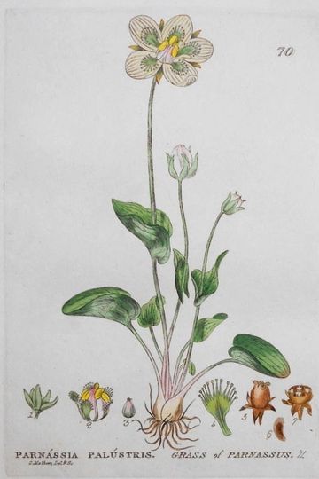 Discover 1835: Parnassia Palustris, Paranassus Grass Flower. Beautiful Original Botanical Antique Engraving Handcolored Flower Floral Vintage Baxter