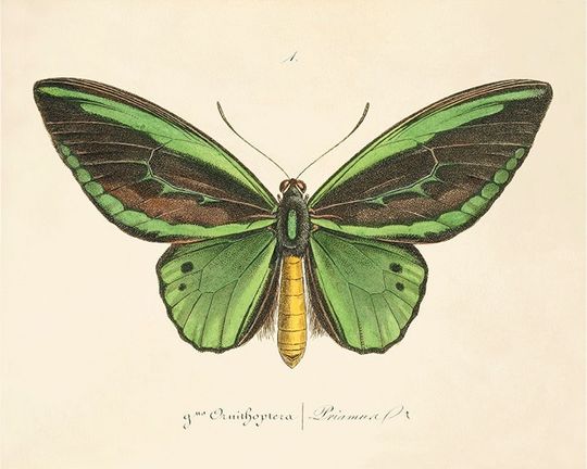 Discover Butterfly Art Print - French Vintage Decor