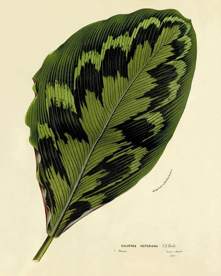 Discover Antique Leafs Art Print - Vintage Home Decor