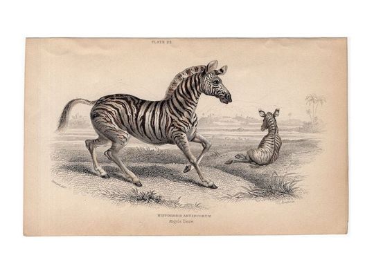 Discover c. 1841 Zebra Engraving - Original Antique Print