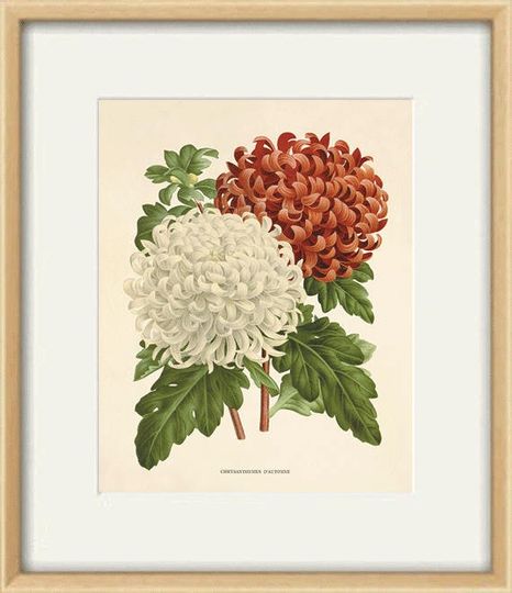 Discover Chrysanthemums Vintage Floral Art Print - Wall Decor