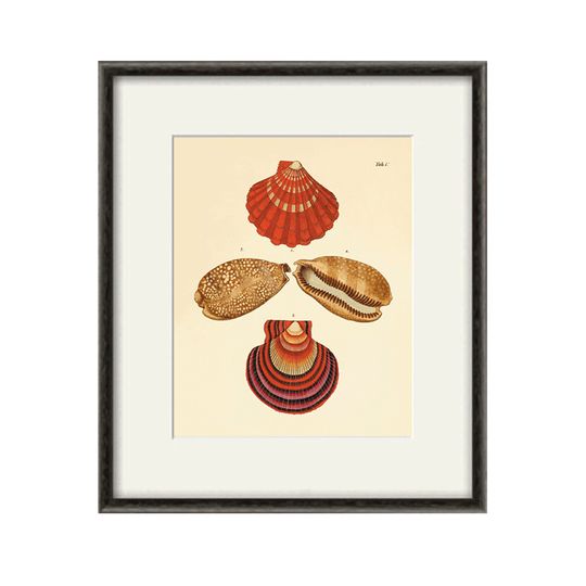 Discover Antique Red Seashell Art Print - Vintage Beach Decor