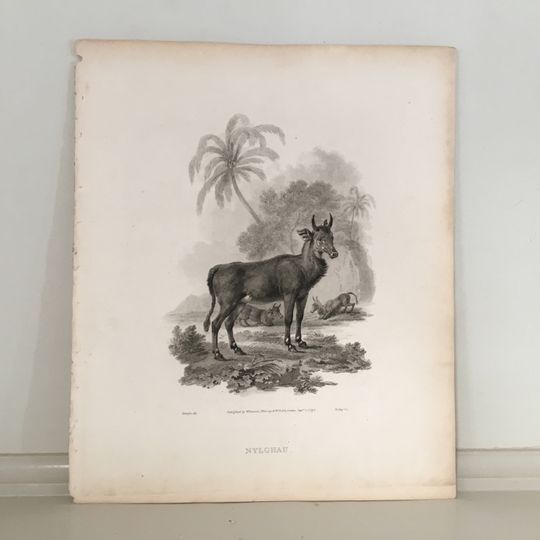 Discover Antique NYLGHAU Goat Print - Vintage Nature Illustration