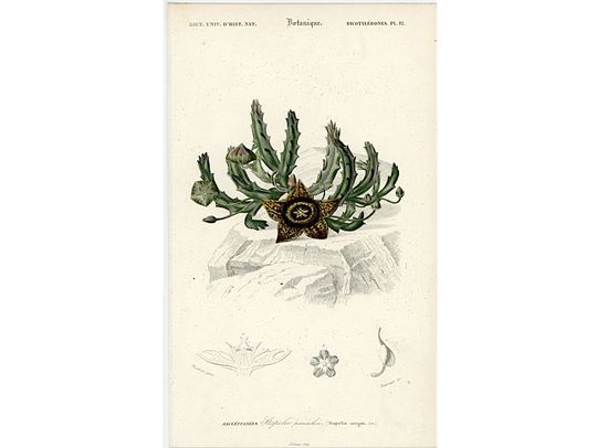 Discover Original Antique Stapella Succulent Botanical Print - Vintage Artwork