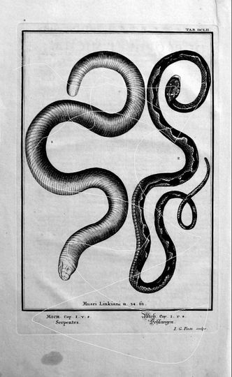 Discover Physica Sacra Antique  Original Large Folio Engraving -Serpents,Vipers,Snakes,Schlange -1731