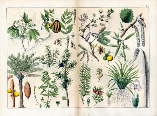 Discover 1869 Antique Cycas Tree Juniper Sensitive Plant Conifer Yew poplar Ash Home decor Victorian Botanical wall art