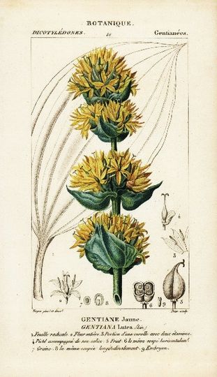Discover original Antique Hand colored Botanical Engraving from P.J.F TURPIN 1816 First Edition -Gentiane Jaune and Gentiana Lutea