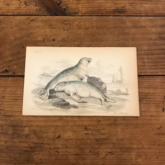 Discover Common Seal of the French Coast, Original Hand Colored Antique Print, 1860 Jardine's Naturalists Library