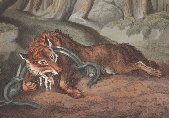 Discover German Wolf Trap, aquatint engraving 1813