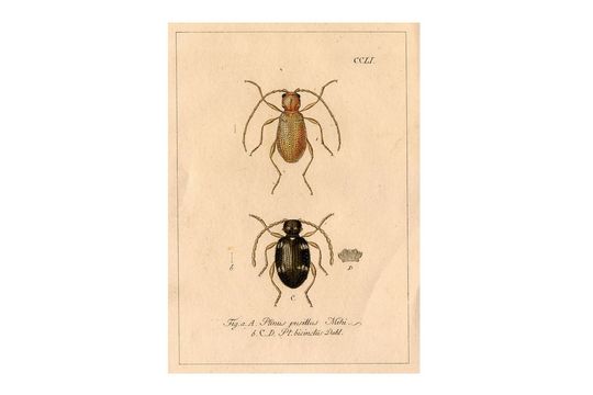 Discover 1837 BEETLES BUGS INSECT antique print original hand coloured engraving