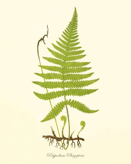 Discover Vintage Fern Art Print - Botanical Home Decor
