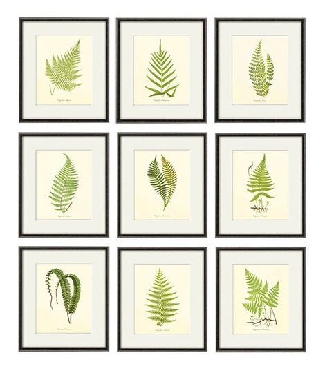 Discover Antique Fern Print Set - Vintage Botanical Art Decor