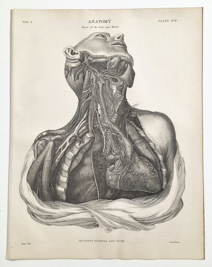 Discover HEART & LUNGS 1890s Antique Anatomy Print, the Vascular System, Human Body, Black and White Engraving