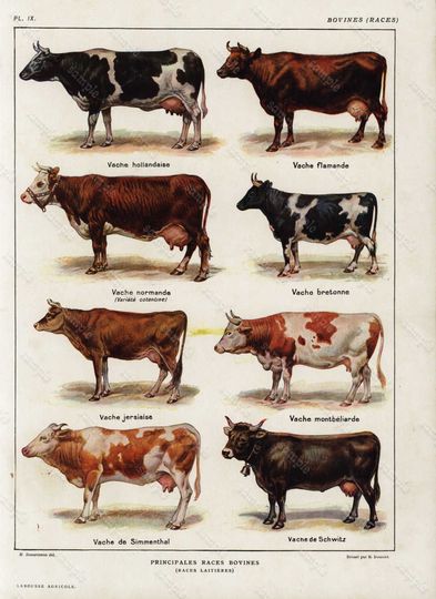 Discover Original Antique Natural History Print Cows-  Print from French Encyclopedia 1890's