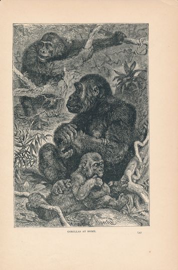 Discover 1902 Gorillas Antique Print