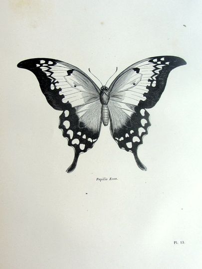 Discover Wonderful antique butterfly print, original 1860 lepidoptera french engraving, insect plate illustration, vintage papillon zoology frame. 13
