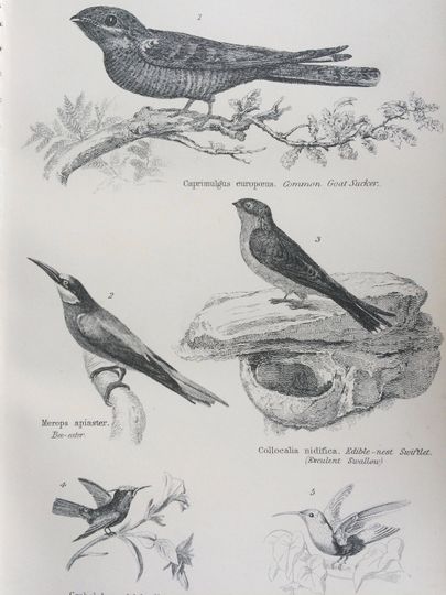 Discover 1891 Volitores - Bee-Eater, Swallow, Hummingbird Original Antique Steel Engraving - Encyclopaedia Illustration - Ornithology- Bird