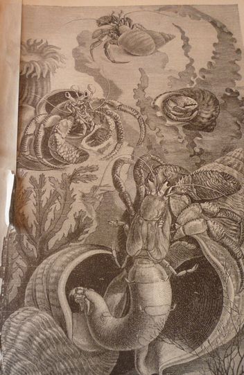 Discover Hermit Crab - 1888 etching - detailed print - Natural world framable - Crustacean - sea creature seaside crab - gift for sea lover