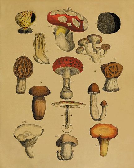 Discover Antique Mushroom Art Print - Vintage Botanical Garden Decor