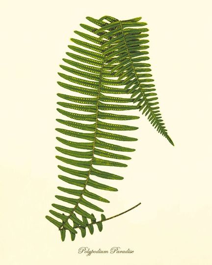 Discover Vintage Fern Art Print - Botanical Victorian Wall Decor