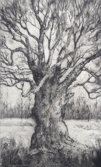 Discover Small etching of Oak Tree, limited edition