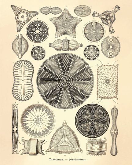 Discover Vintage Sea Urchin Art Print - Nautical Beach and Home Decor