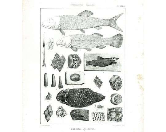 Discover 1853 Antique Fossil Fishes XL print. Trout, Pickerel, Eel Paleontology wall art. 1800s Natural History 19th century.
