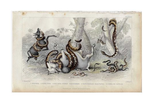 Discover 1859 Snakes Engraving - Original Antique Print