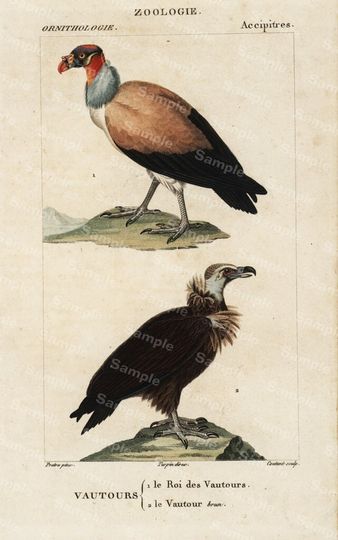 Discover Ornithology bird  Engraving decorative art original print wall art home decor Hand Color  natural history Vultures