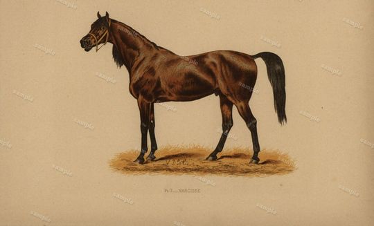 Discover 1890 0riginal Antique Natural History Chromolithograph of a horse UPAS Animal Print-  Nature print  Very Rare