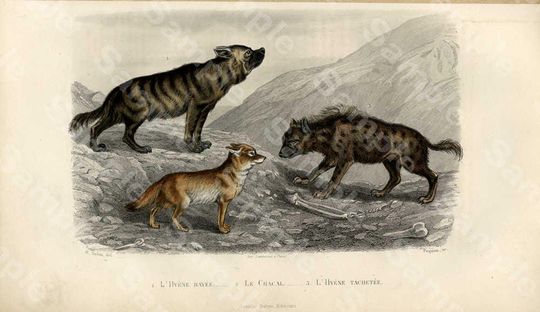 Discover Heyenas and fox,Original Hand Colored Engraving of  decorative engraving by Edouard TRAVIES rare french Edition